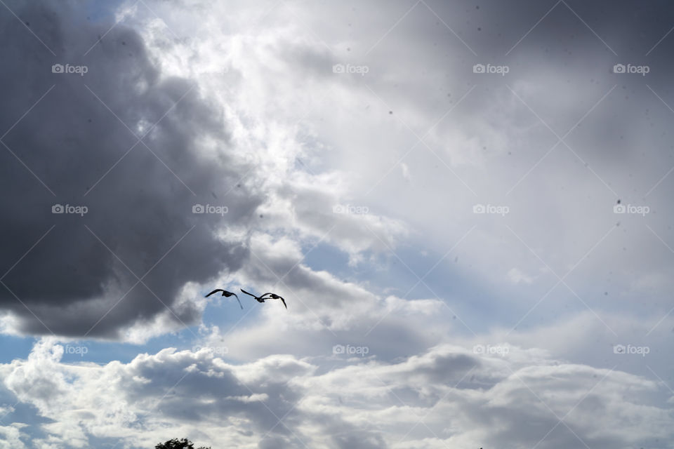 Autumn weather and bird migrations