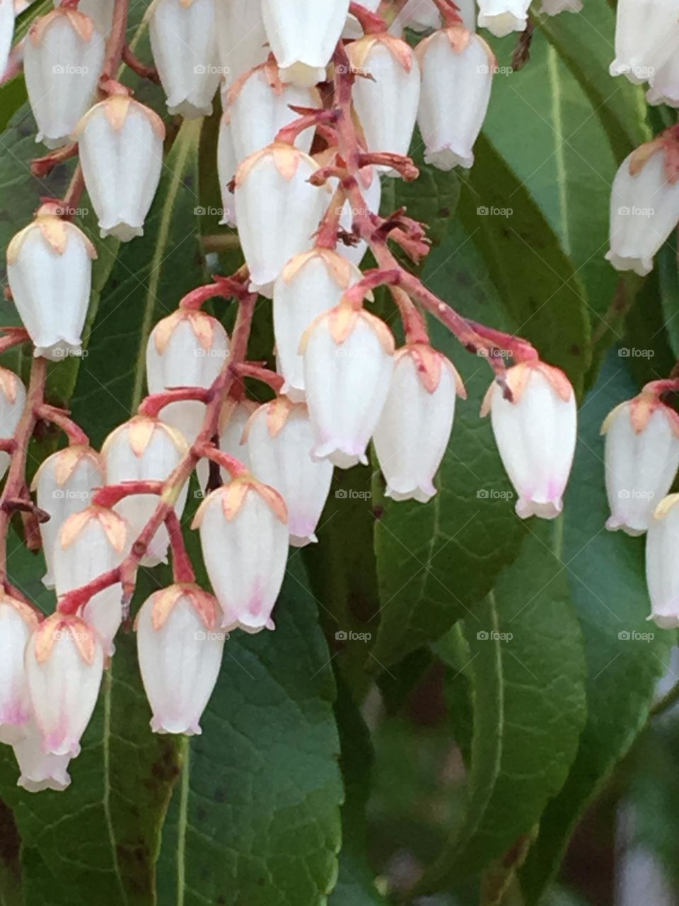 Japanese andromeda white flowers with red stem and dark green leaves in background.