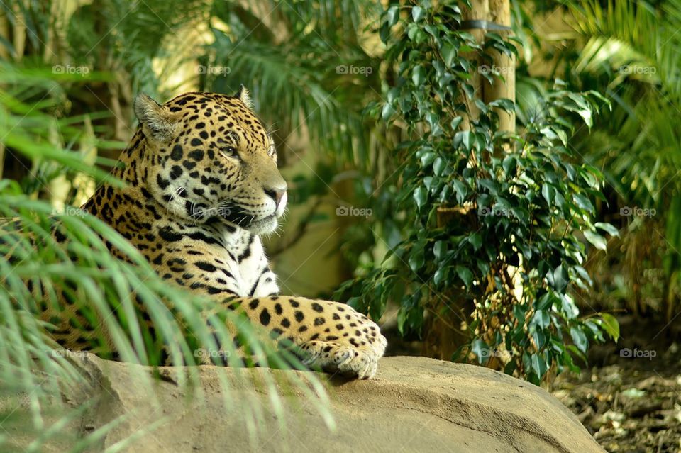 Chilled jaguar 