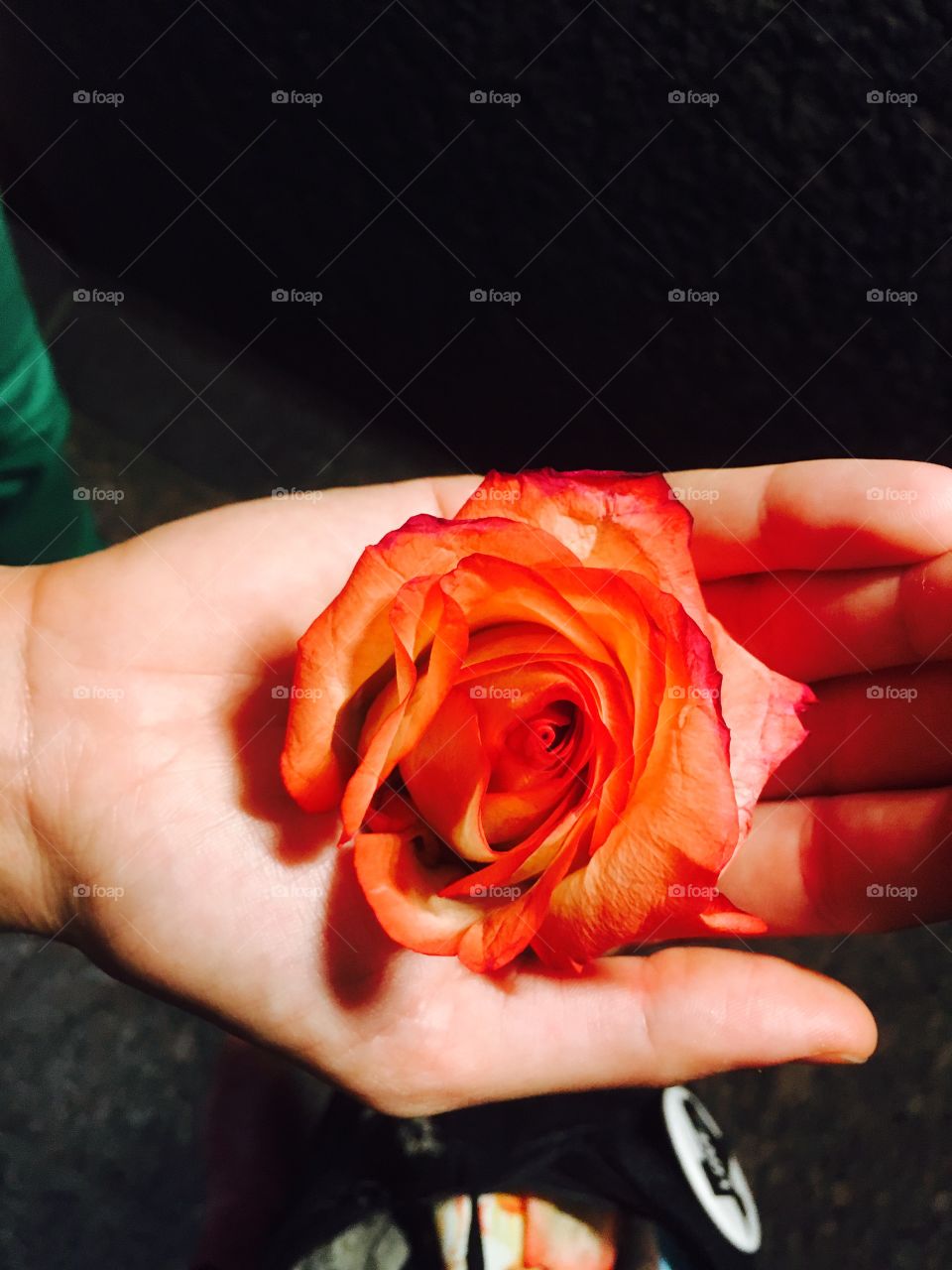 A rose in the hand 