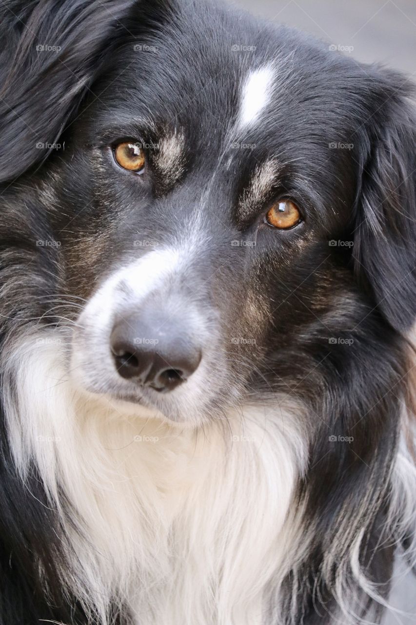 Border collie sheepdog close-up staring front view headshot 