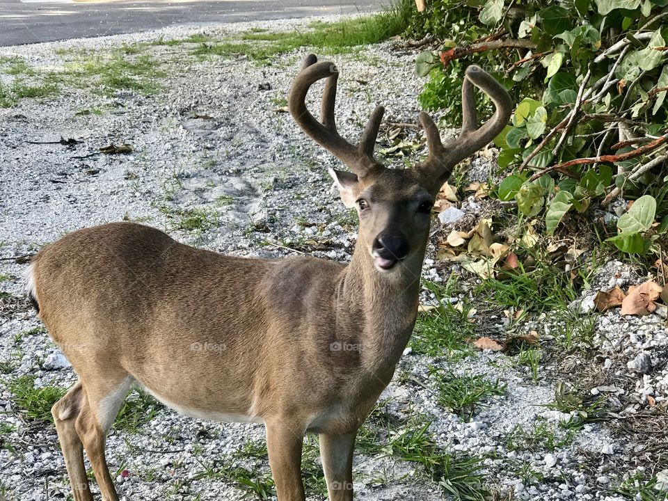 Curious male Key deer