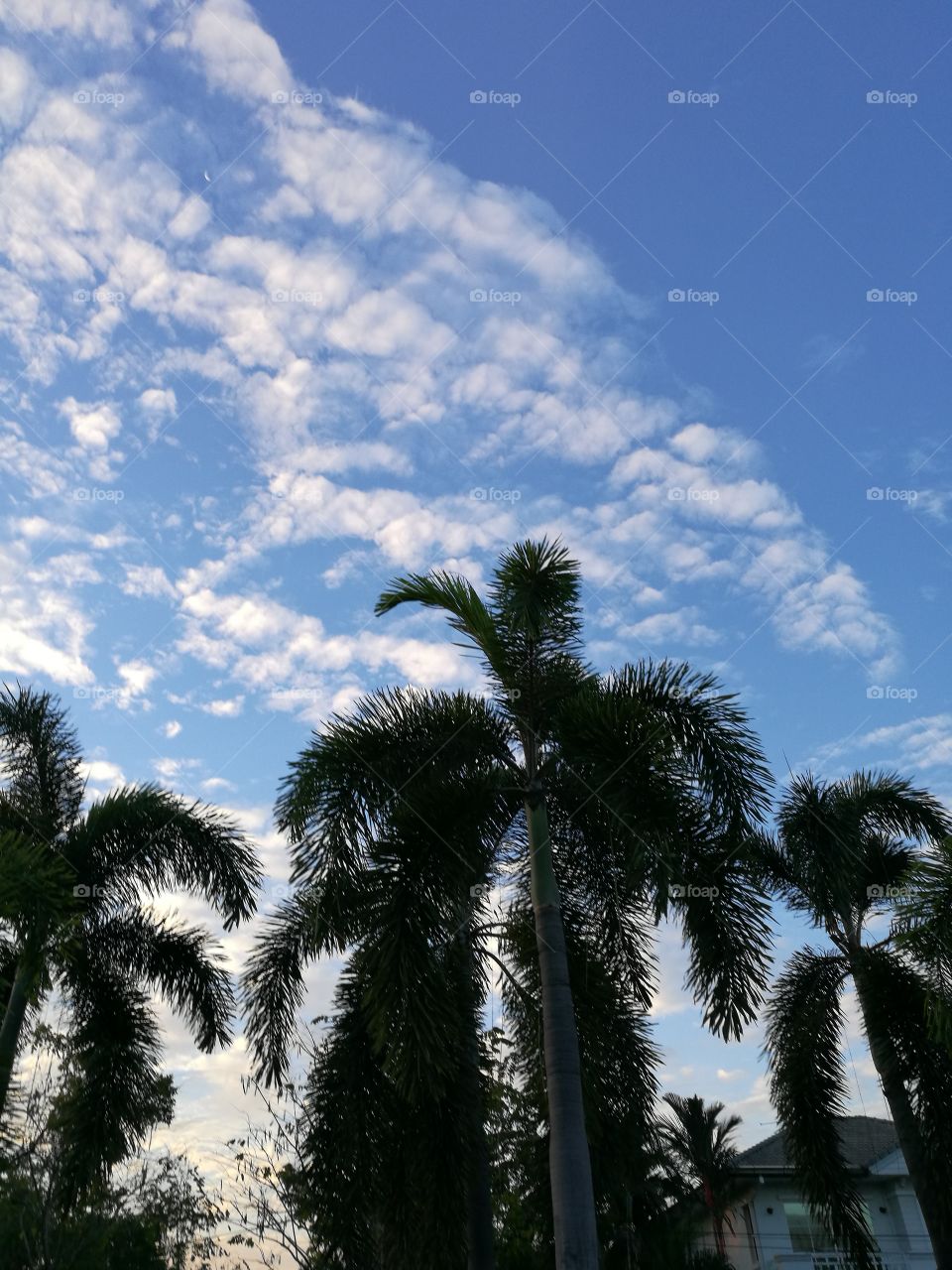 palm trees against beautiful clouds and blue sky