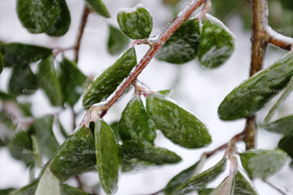Ice covered leaves on a plant 