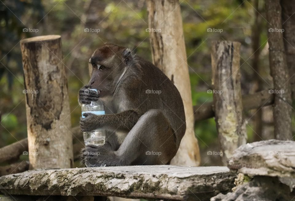 This is how a monkey open his bottle of water.