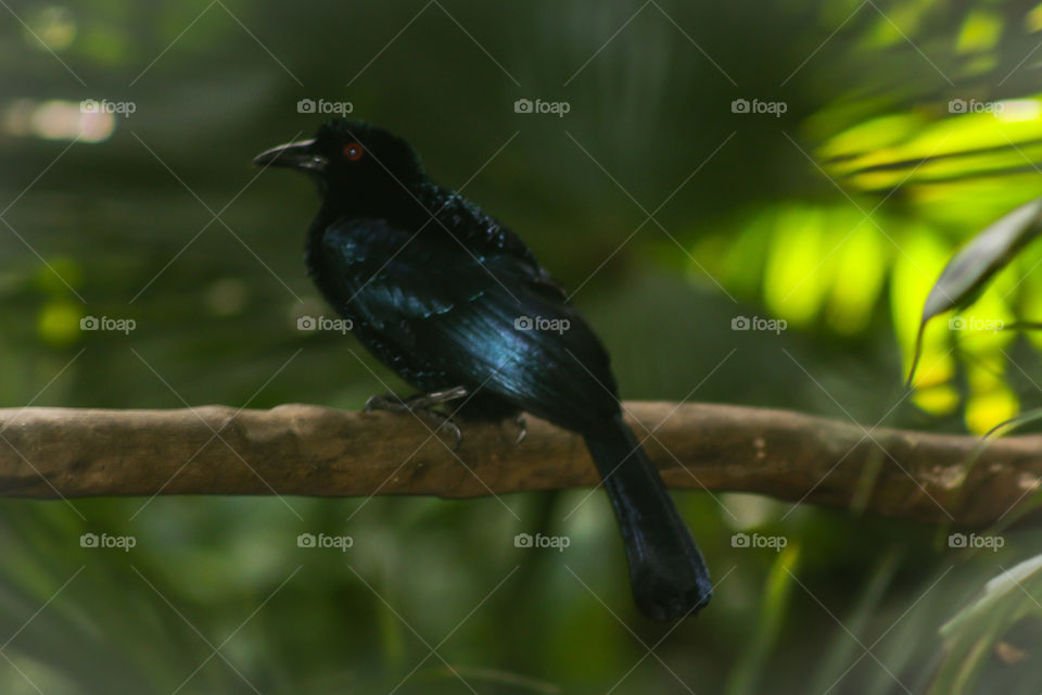 Birds of Papua New Guinea