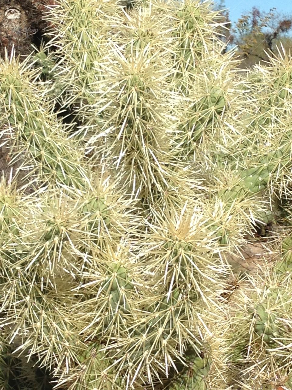 Cactus