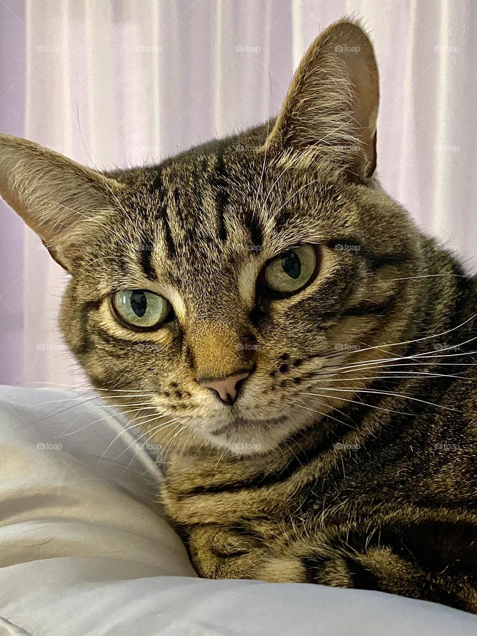 A brown tabby cat sitting on a pillow