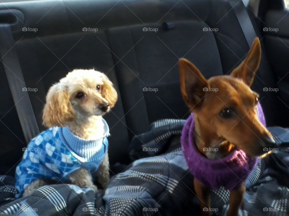 Poodle &Terrier Wearing Knit Sweaters

Went for a car ride on a chilly afternoon. Our poodle Maxwell & terrier Ginger wore these pretty knit sweaters, keeping them nice & warm in the back seat🐾