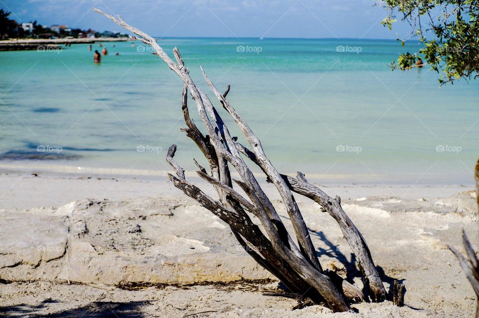 Driftwood that looks like a fire’s flame in the wind on the beach.