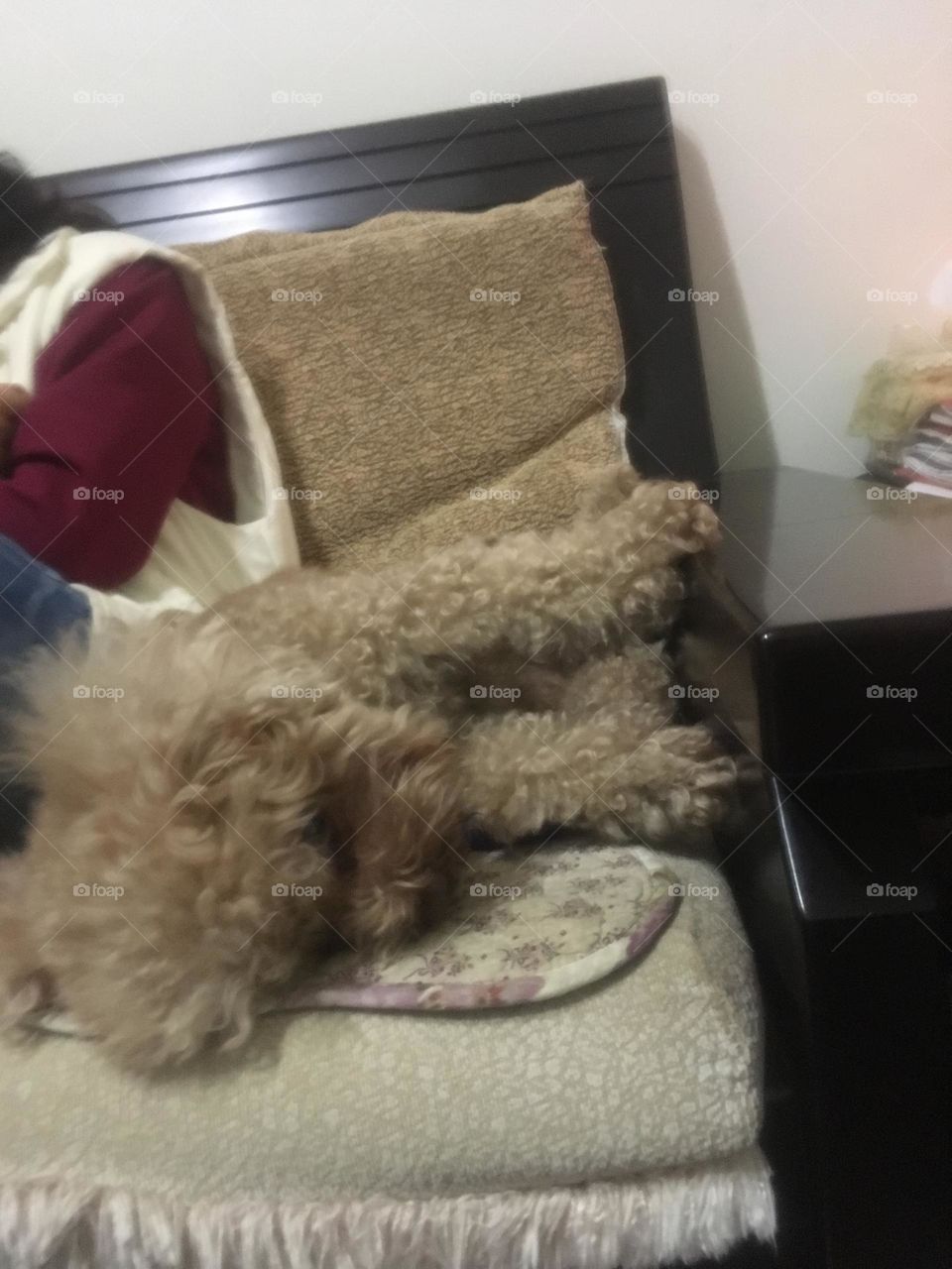 My dog special sleeping pose 