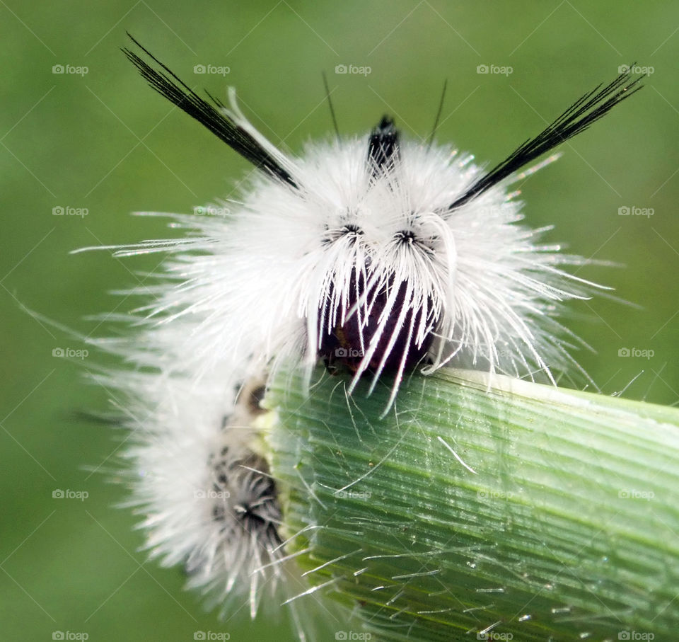 White and black caterpillar resting on green blade of grass in summer natural light macro closeup