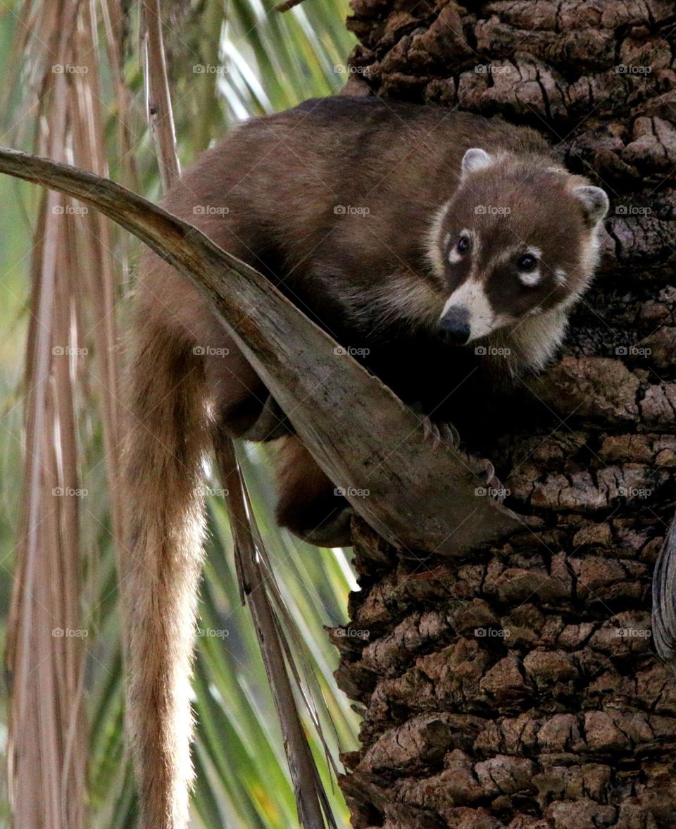 Coatimundi on Palm Tree