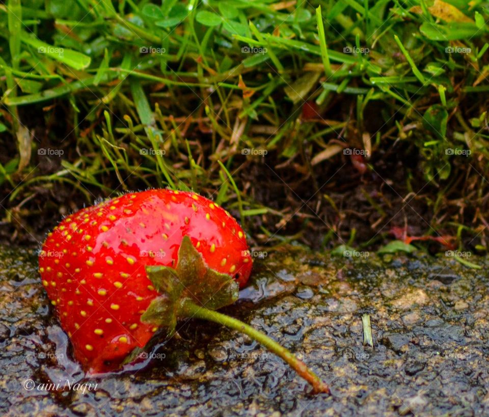 Strawberry close to nature 