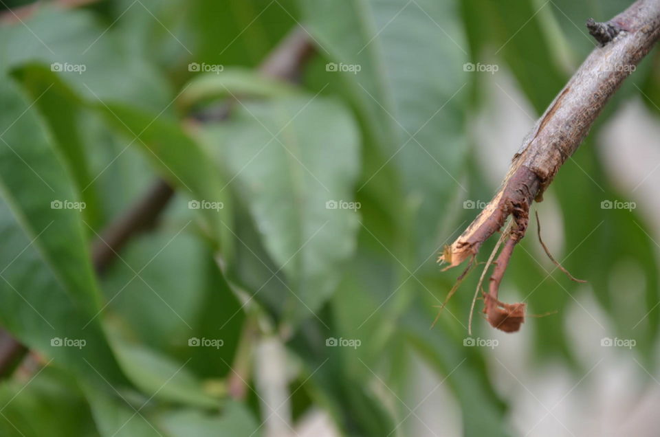 leaves