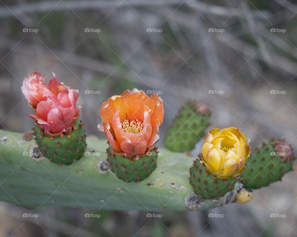 Prickly pear blossoms