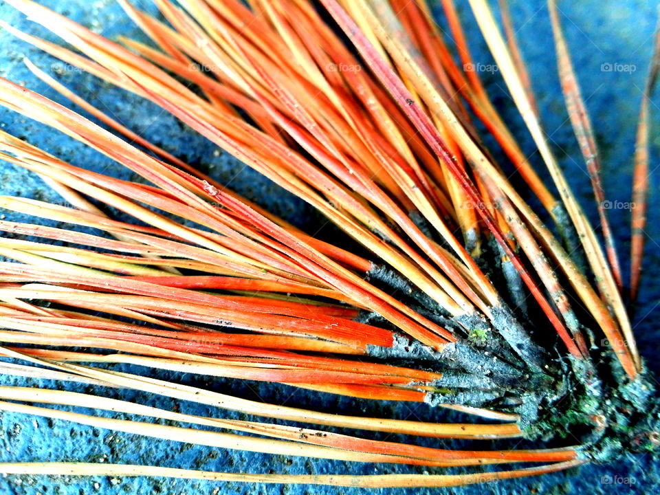 pine needles