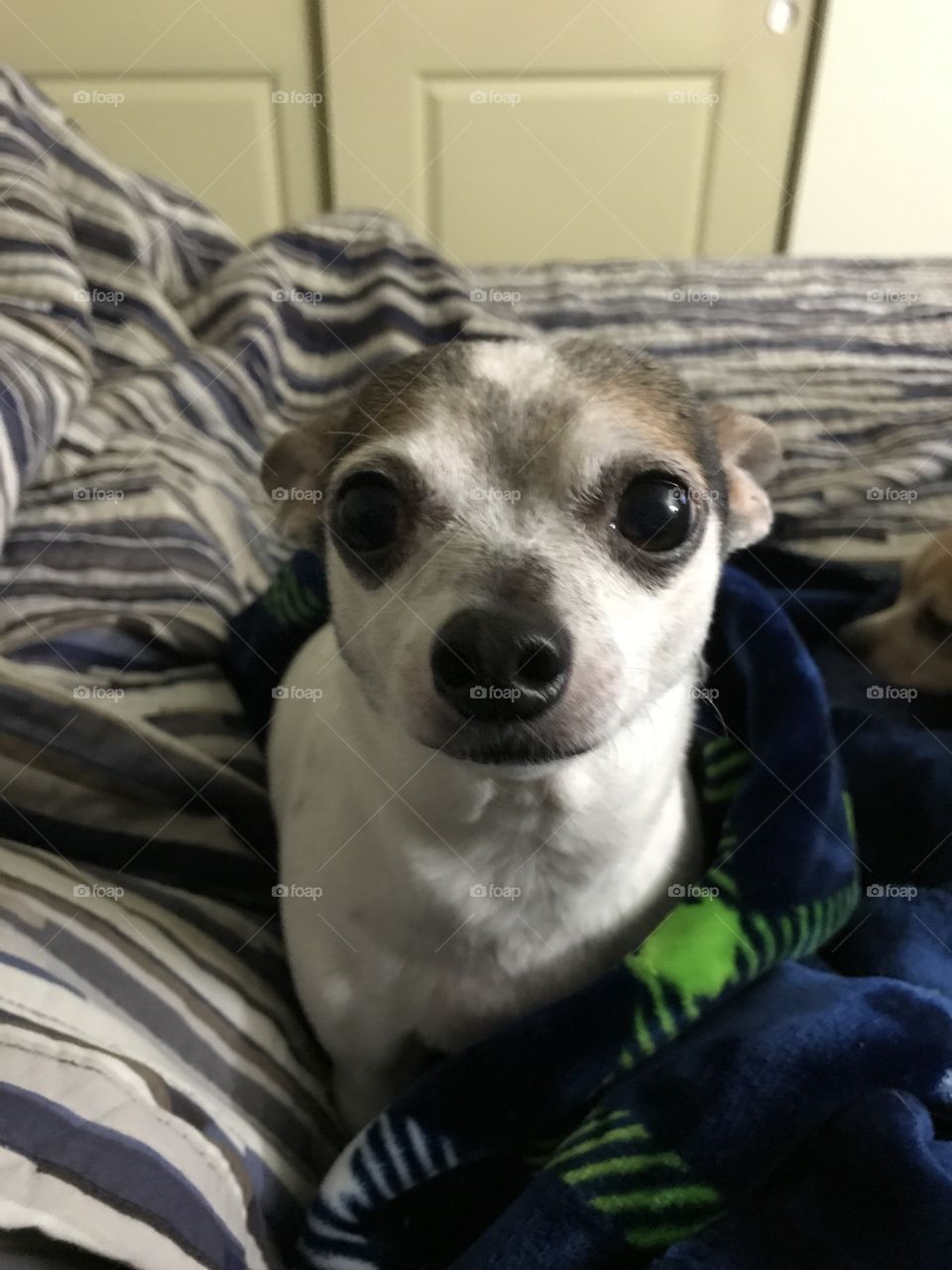 Thor under his Seahawks blanket.