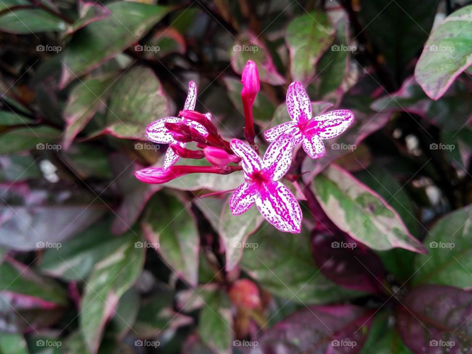 Little pink flower