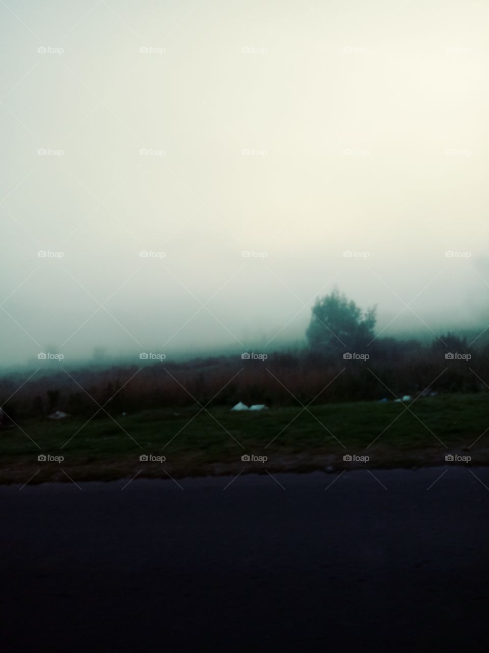 field fog