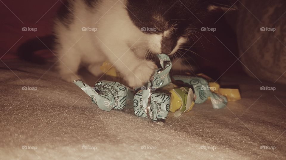 cheeky kitty :) kitty play time ... happy time