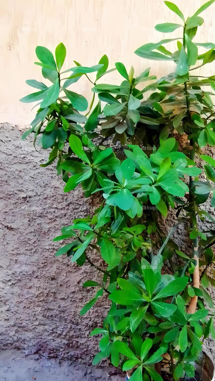 tree branches leaves