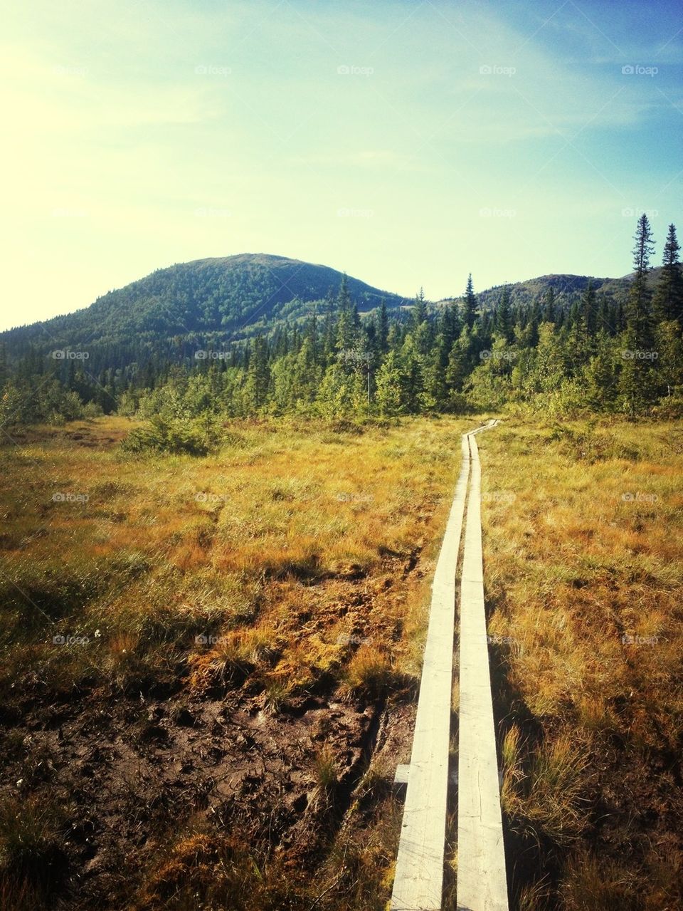 sweden summer forest path by stolt31