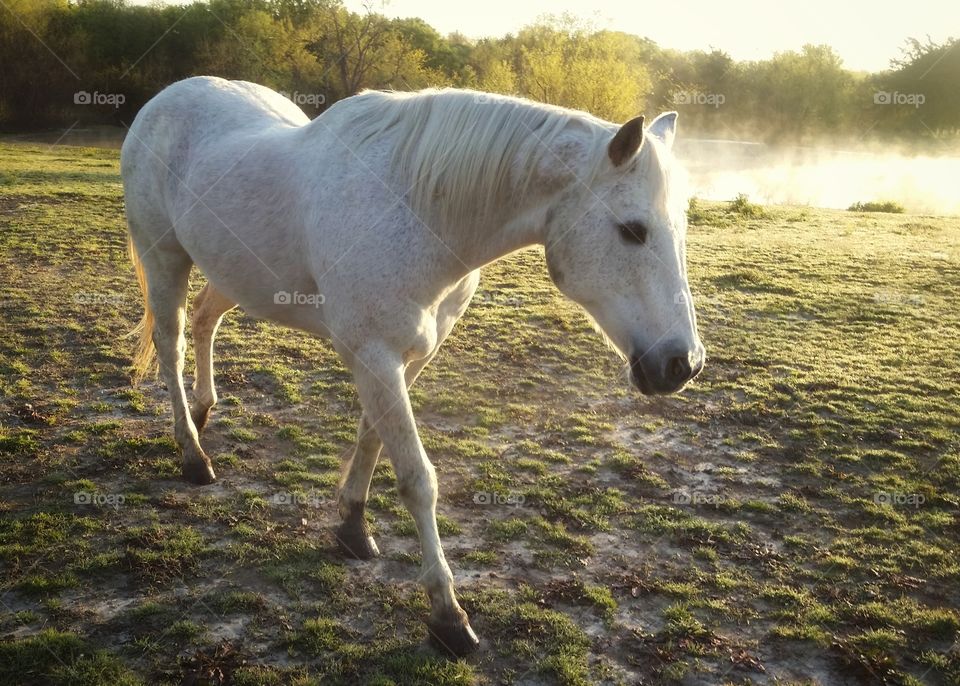 A gray white horse walking down a pasture hill on a foggy early spring morning