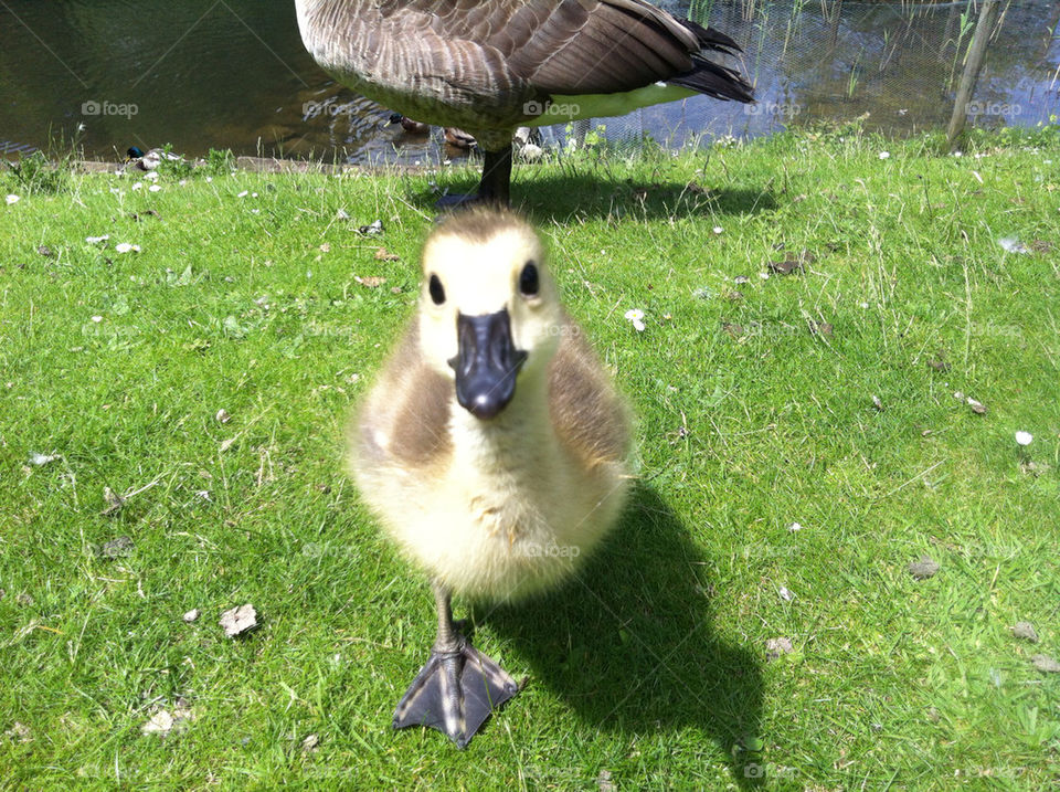 grass pond park cute by Nikita80