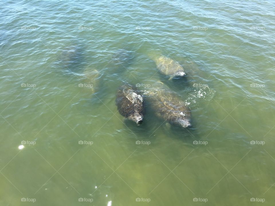 Manatees Hanging