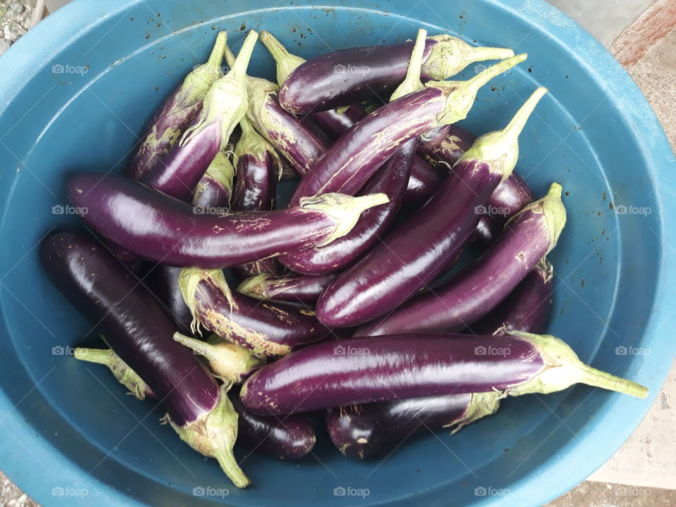 Eggplant harvest! Growing eggplants in the backyard is fun especially when they turn out fat and shiny ones.