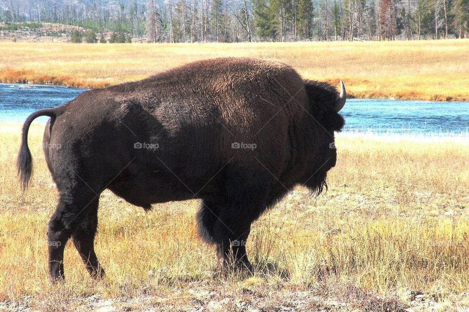 a large bison looking over a river in Yellowstone National Park