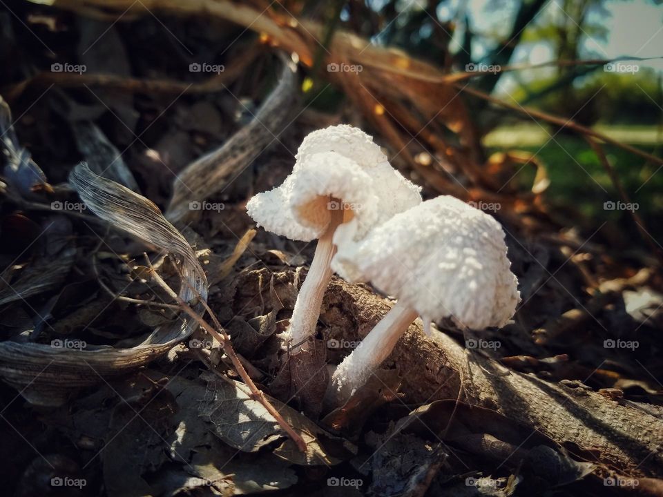 Thiers' Mushrooms in Fall