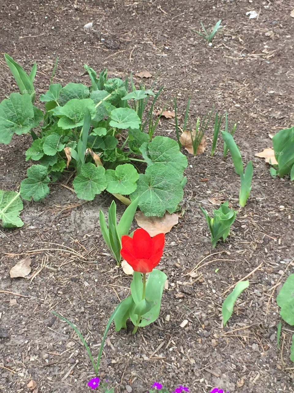 Red Flower, Solo, Spring and Summer, Beauty, Independence, Resilience, Hope. 