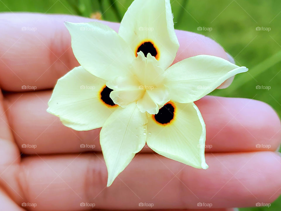The fingers displaying a flower. Although the name is bi-color iris, this beautiful flower of South African origins, has a natural design of threes. It has three different size petals that each contain three of each size. It also has three dots.