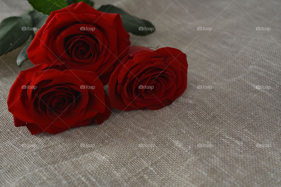 Rose, Flower, Love, Wedding, Romance