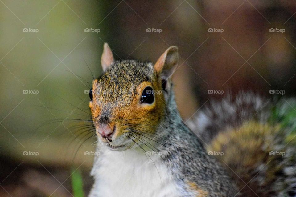 A closeup picture that I took of a squirrel whilst I was walking my dog at the park. 🐿️🐿️🐿️