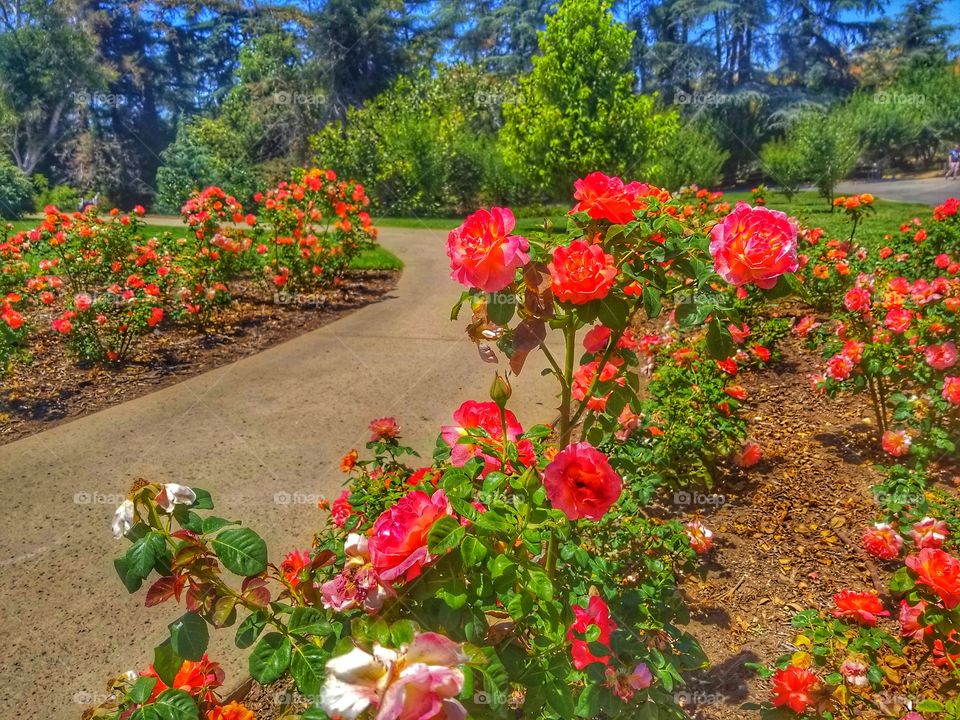 Rose Path
