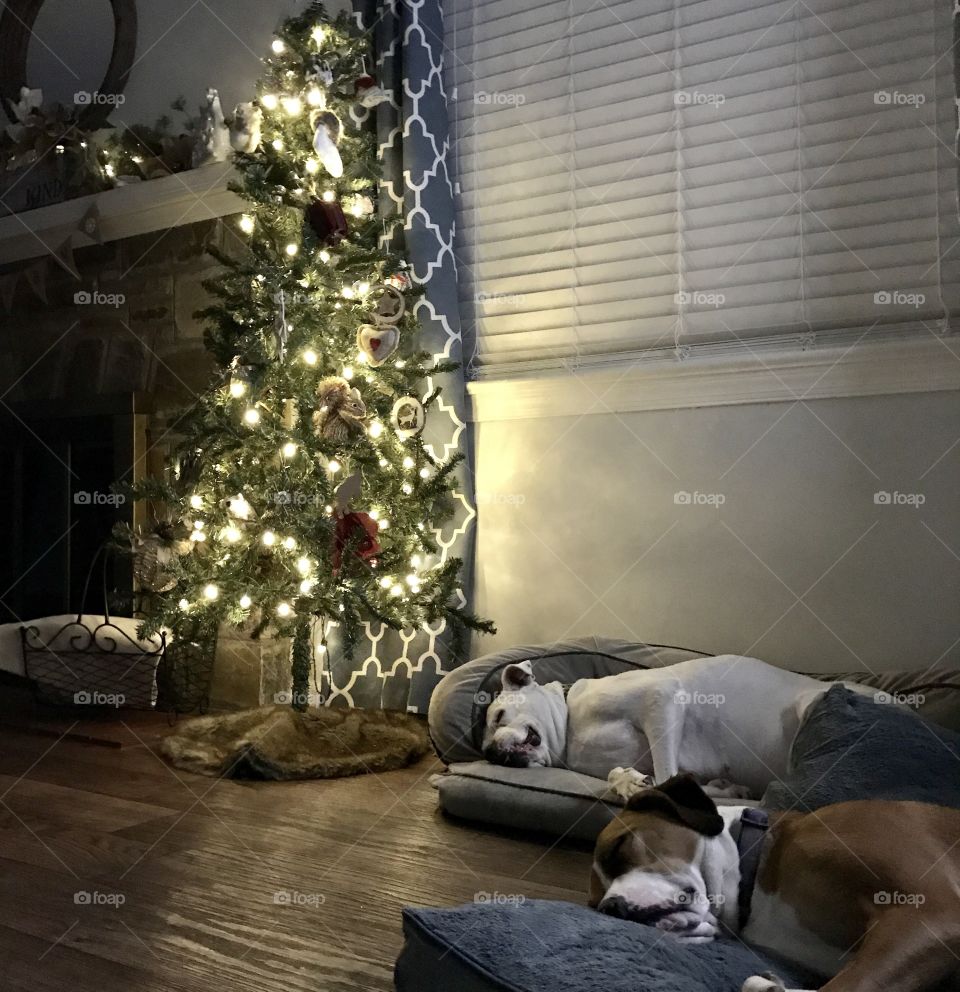 Jade & Molly sleeping by tree