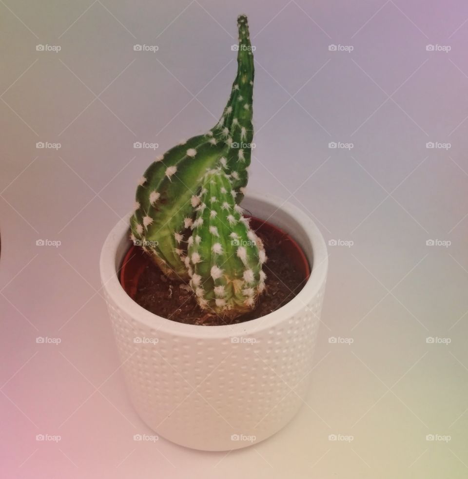 green cactus 🌵 (3)