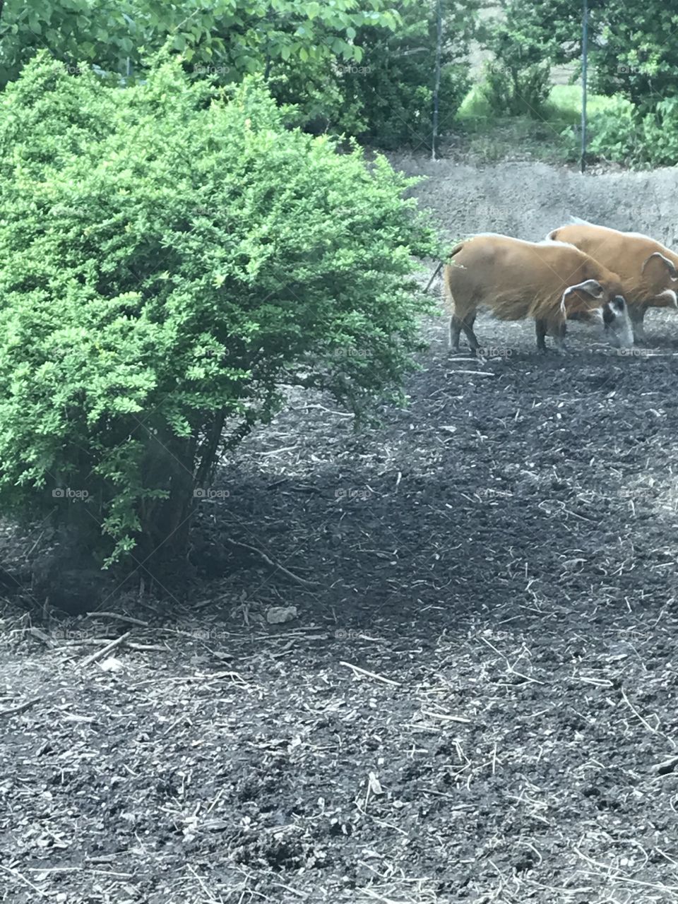 A trip to the zoo led to this photo of some red river hogs enjoying their evening snack!