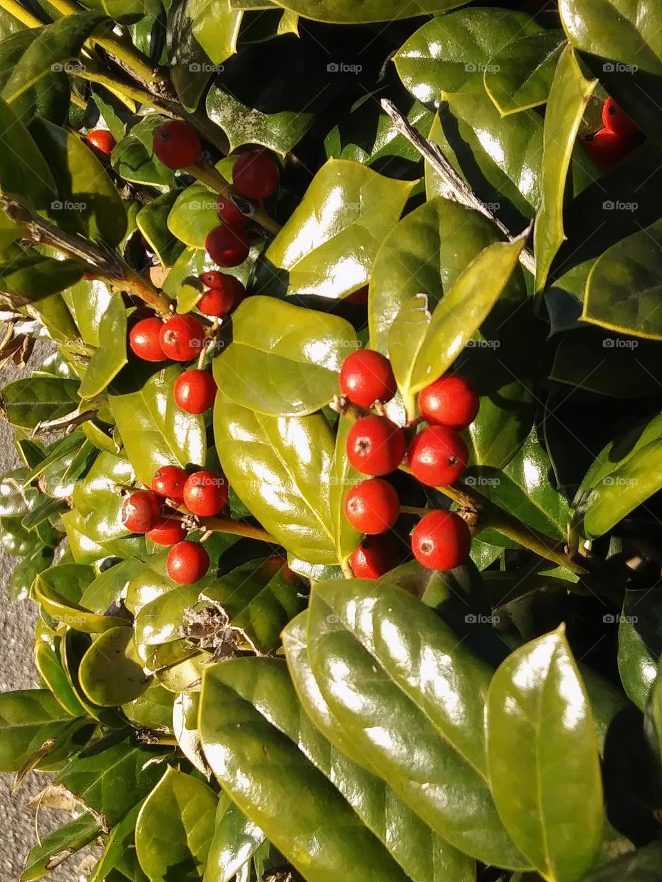 holly shrub