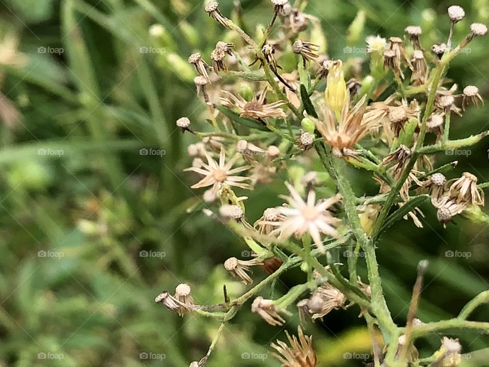 Plant in fall