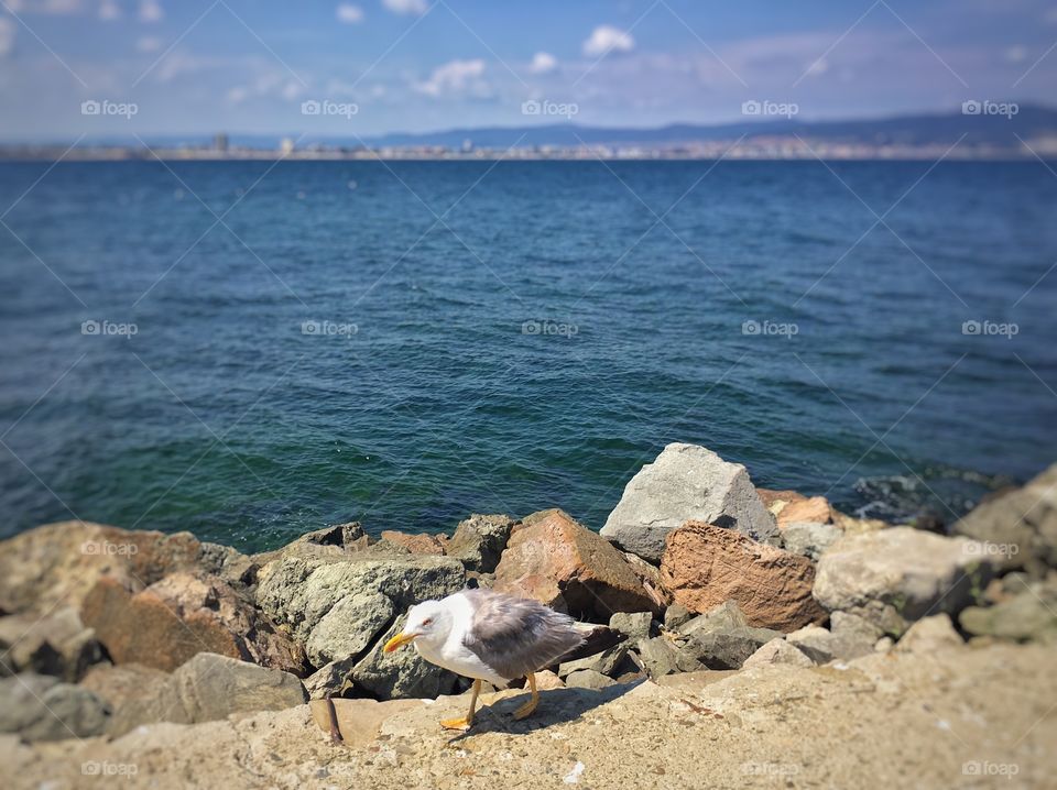 Seagull