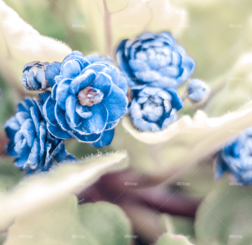 flowers blue in winter