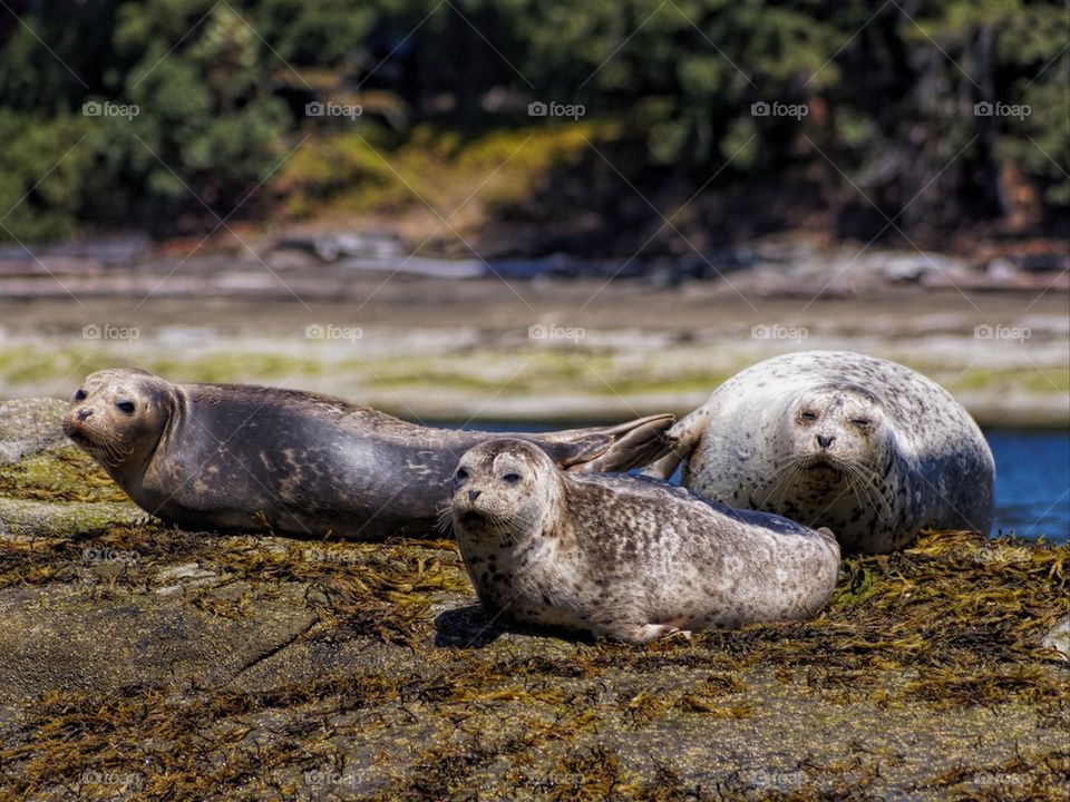 sea seal