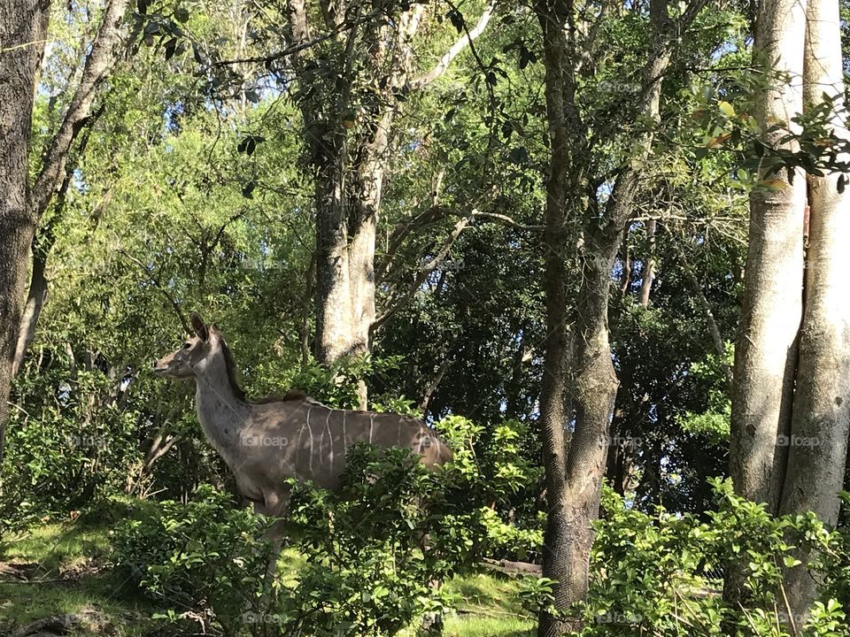 Spotted in the trees of the safari