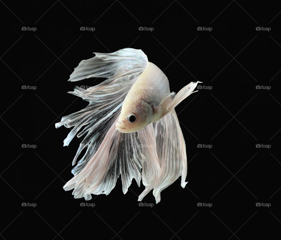 The beauty of Siamese fish in aquarium with black background.