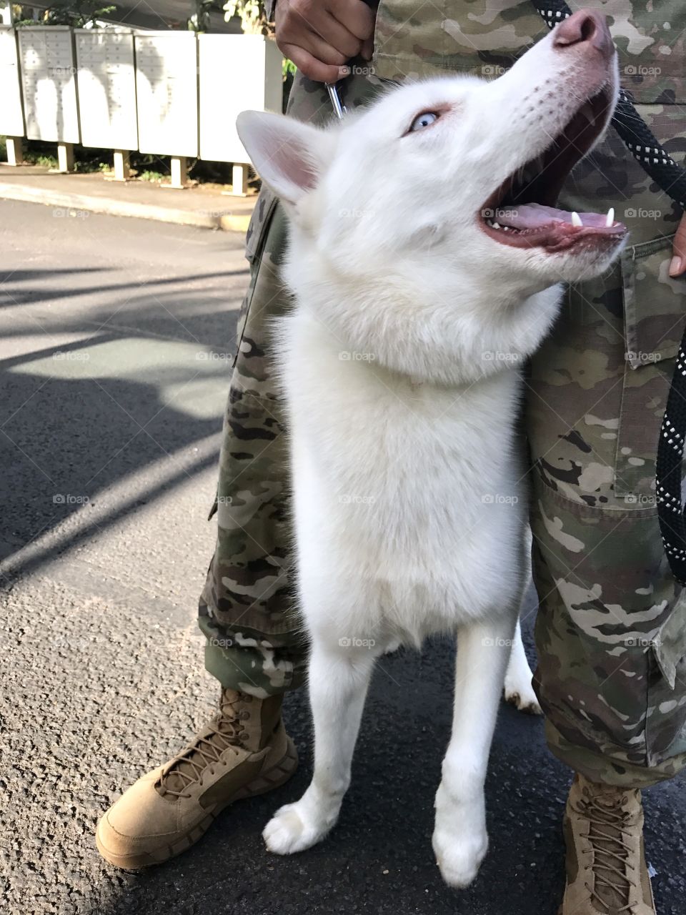 husky dogs 