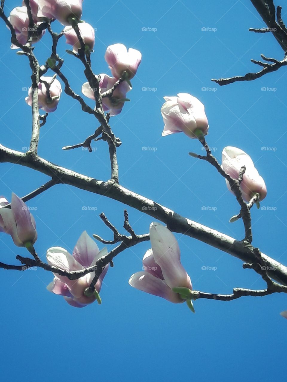 spring flower day outdoor